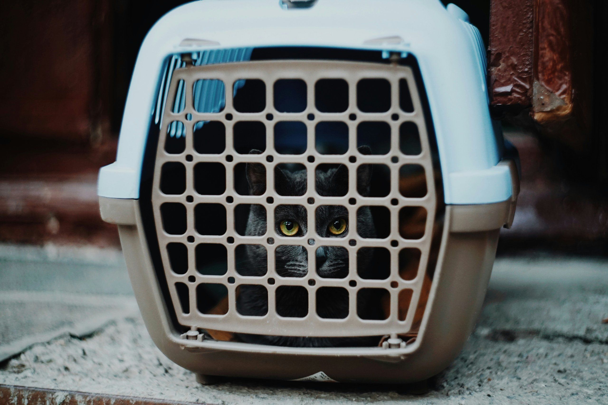 A cat looking out of a pet carrier