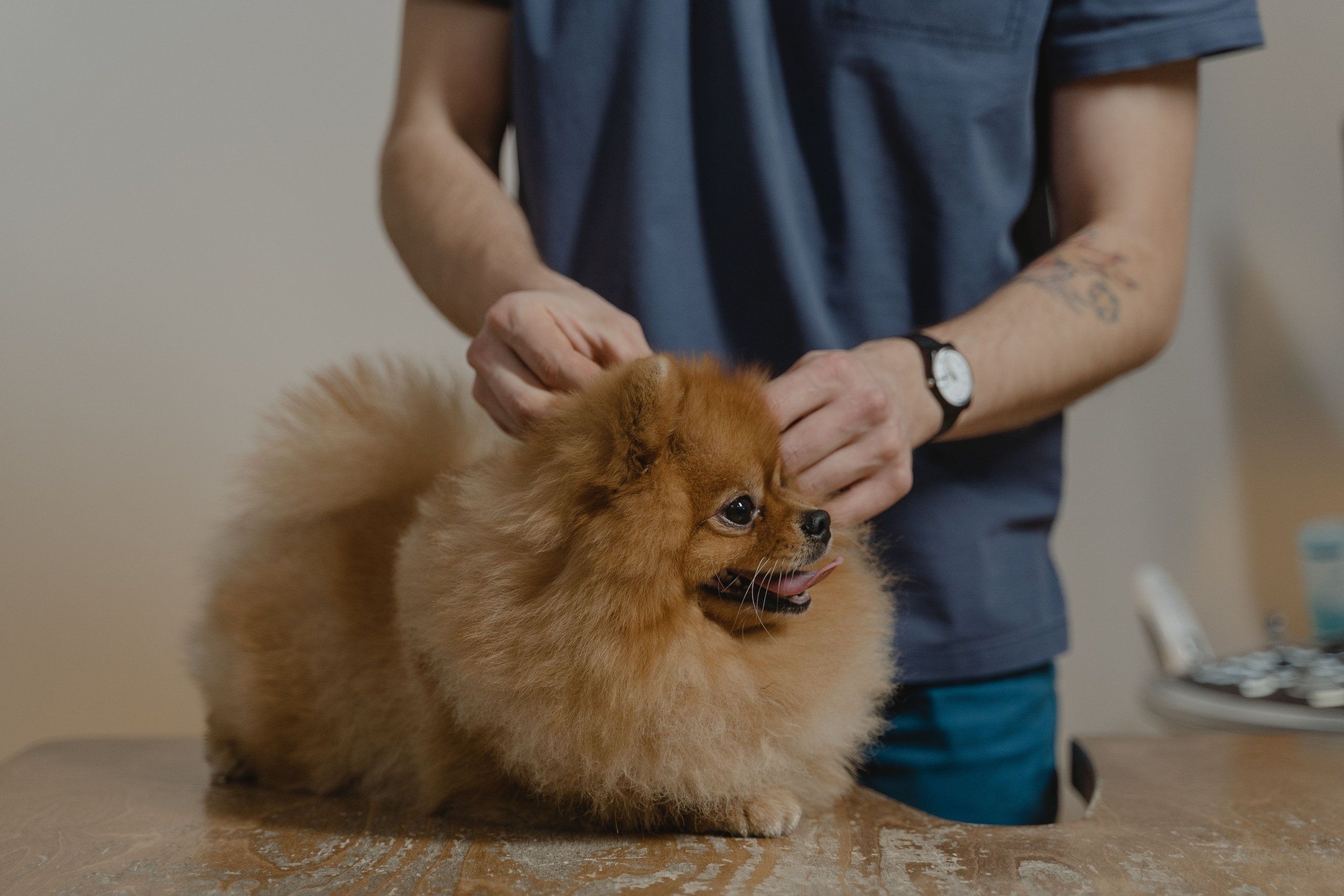 A vet gently checking a dog on an exam table