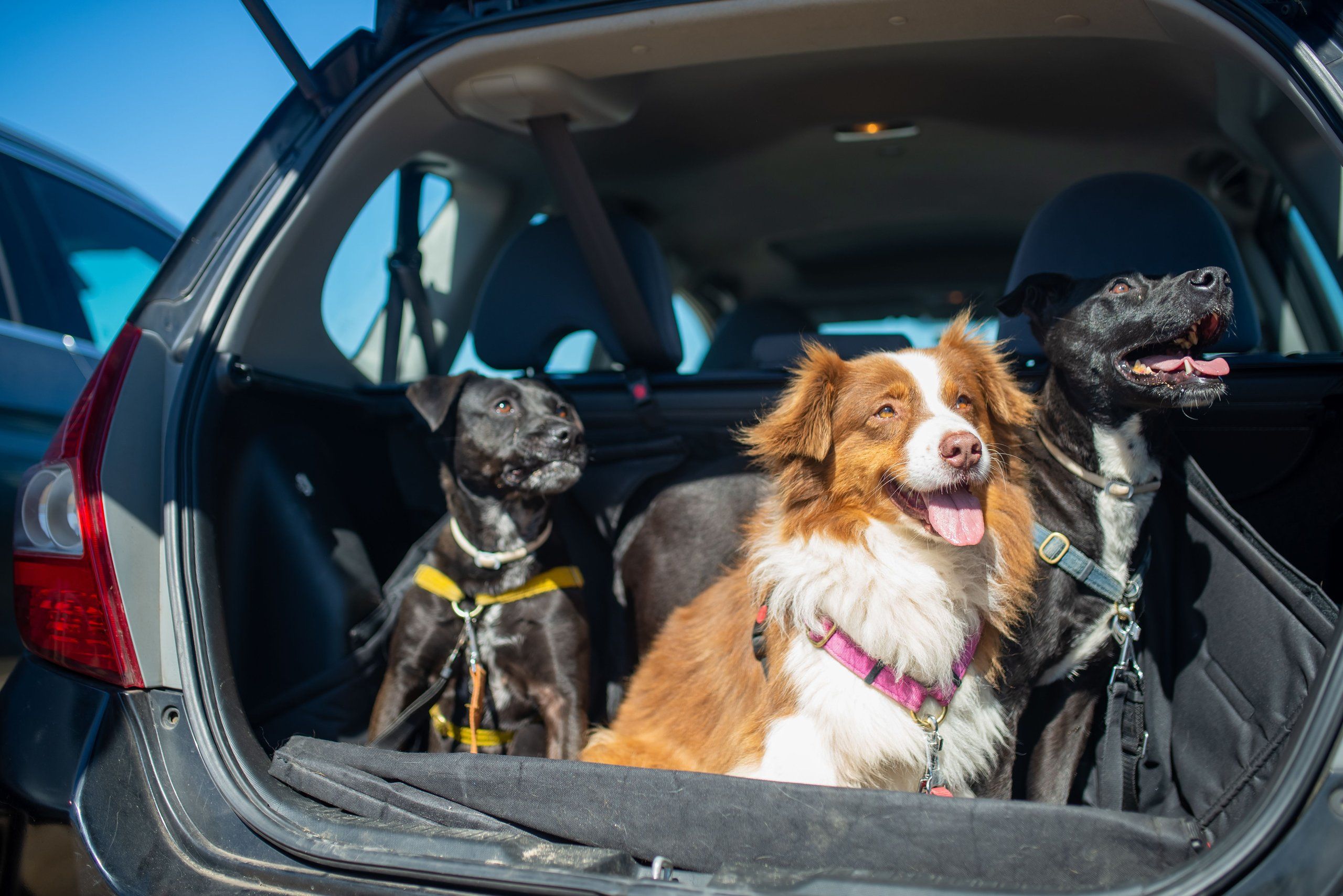 A dog riding safely in the back seat of a car