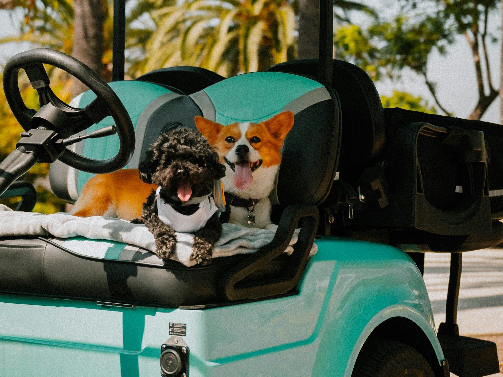 Two happy dogs riding in a turquoise golf cart under palm trees